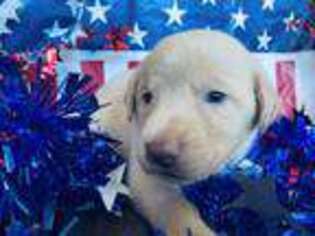 Labrador Retriever Puppy for sale in Peyton, CO, USA