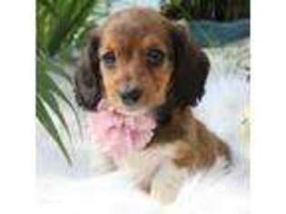 Dachshund Puppy for sale in Dundee, NY, USA