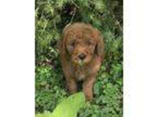 Goldendoodle Puppy for sale in Indianapolis, IN, USA