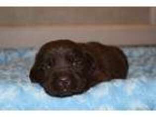 Labrador Retriever Puppy for sale in Shirley, NY, USA