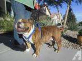 Bulldog Puppy for sale in Maricopa, AZ, USA