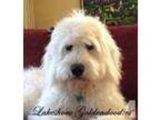 Goldendoodle Puppy for sale in KENT, NY, USA