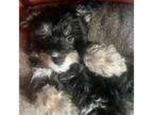 Maltese Puppy for sale in Spring, TX, USA