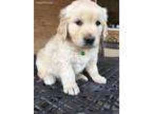 Golden Retriever Puppy for sale in Sumner, TX, USA