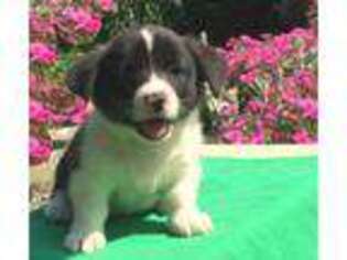 Pembroke Welsh Corgi Puppy for sale in Kinzers, PA, USA