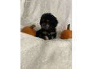 Mal-Shi Puppy for sale in Pico Rivera, CA, USA
