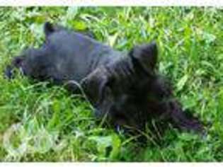 Mutt Puppy for sale in Milford, OH, USA