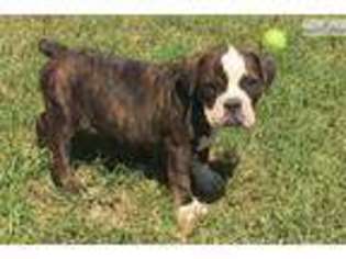 Olde English Bulldogge Puppy for sale in Fort Worth, TX, USA