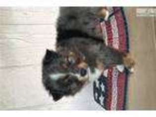 Miniature Australian Shepherd Puppy for sale in Lexington, KY, USA