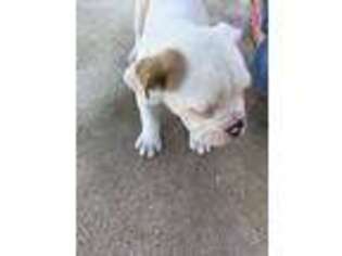 Olde English Bulldogge Puppy for sale in Smiley, TX, USA