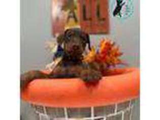 Doberman Pinscher Puppy for sale in Brooksville, FL, USA