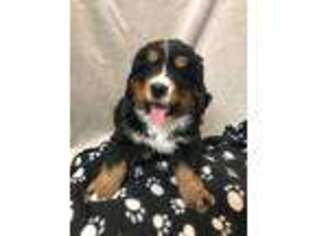 Bernese Mountain Dog Puppy for sale in Clayton, IL, USA