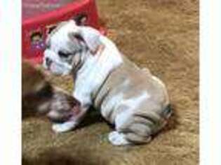 Bulldog Puppy for sale in Cushing, OK, USA