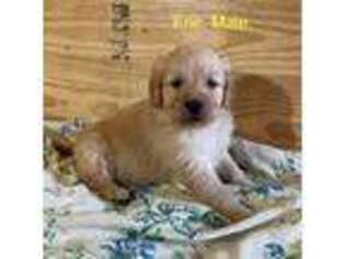 Golden Retriever Puppy for sale in Fort Plain, NY, USA