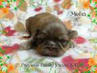 Mutt Puppy for sale in Arvonia, VA, USA