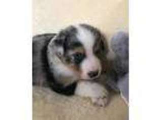 Miniature Australian Shepherd Puppy for sale in Henderson, TX, USA