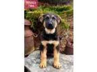 German Shepherd Dog Puppy for sale in Pittsfield, NH, USA