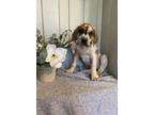 Great Dane Puppy for sale in Blackshear, GA, USA