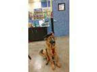 German Shepherd Dog Puppy for sale in Pflugerville, TX, USA