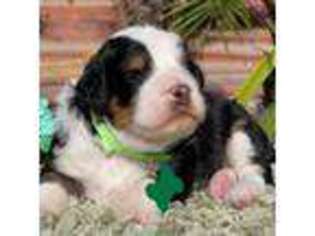 Mutt Puppy for sale in Wildomar, CA, USA