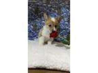 Pembroke Welsh Corgi Puppy for sale in Walkerton, IN, USA