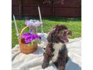 Portuguese Water Dog Puppy for sale in Plainfield, NJ, USA