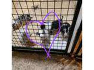 Border Collie Puppy for sale in Mount Vernon, WA, USA