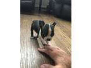 Boston Terrier Puppy for sale in Broomfield, CO, USA