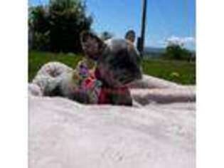 French Bulldog Puppy for sale in Zillah, WA, USA