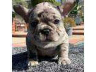 Bulldog Puppy for sale in Flat Rock, MI, USA