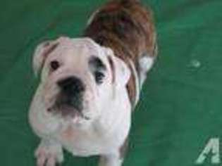 Bulldog Puppy for sale in HAMLIN, NY, USA