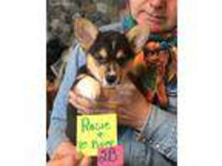 Pembroke Welsh Corgi Puppy for sale in Le Mars, IA, USA