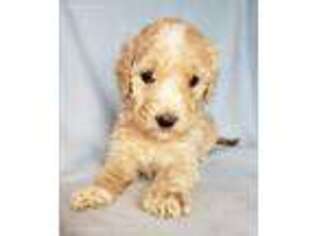 Goldendoodle Puppy for sale in Plato, MO, USA