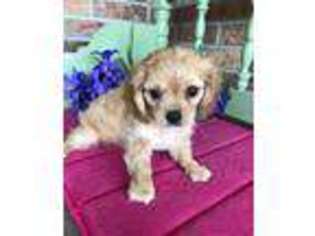 Cavachon Puppy for sale in Baileyville, KS, USA