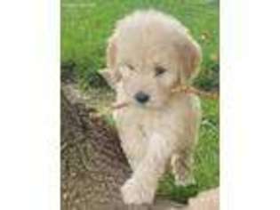 Goldendoodle Puppy for sale in Granger, WA, USA