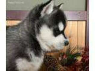 Siberian Husky Puppy for sale in Staples, MN, USA