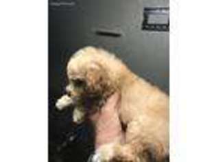 Goldendoodle Puppy for sale in Ivanhoe, TX, USA