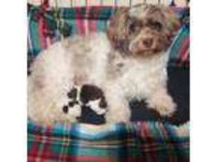 Havanese Puppy for sale in Hedley, TX, USA