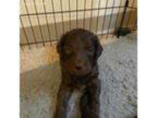 Mutt Puppy for sale in Enfield, CT, USA