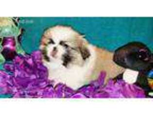 Pekingese Puppy for sale in Tulsa, OK, USA