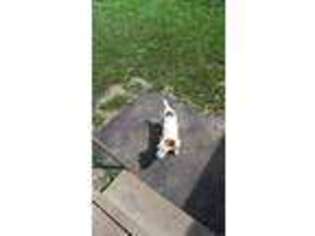 Jack Russell Terrier Puppy for sale in Richards, MO, USA