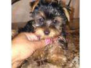 Yorkshire Terrier Puppy for sale in LATHROP, CA, USA