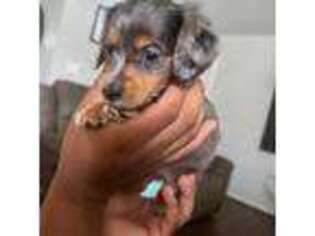 Dachshund Puppy for sale in Caddo Mills, TX, USA