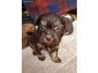 Havanese Puppy for sale in Antigo, WI, USA