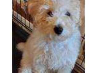 Mutt Puppy for sale in Selden, NY, USA