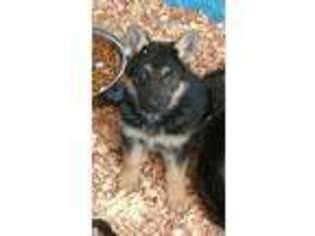 German Shepherd Dog Puppy for sale in Cary, IL, USA