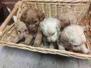 Goldendoodle Puppy for sale in West Alexandria, OH, USA