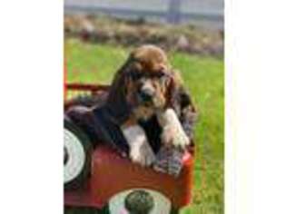 Basset Hound Puppy for sale in Mohnton, PA, USA