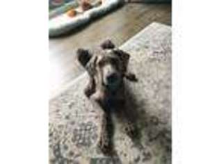 Weimaraner Puppy for sale in Excelsior, MN, USA