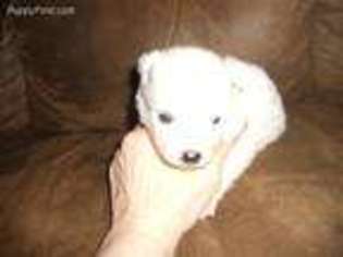 American Eskimo Dog Puppy for sale in Packwood, IA, USA